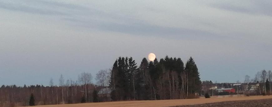 Kuvituskuva, aurinko nousee metsän takaa.