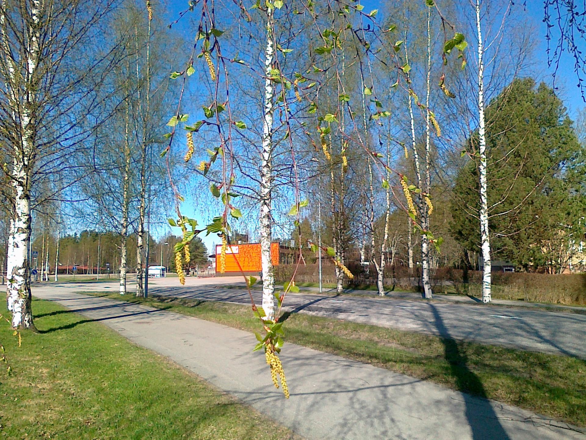 Kevätkuva Kantolantieltä