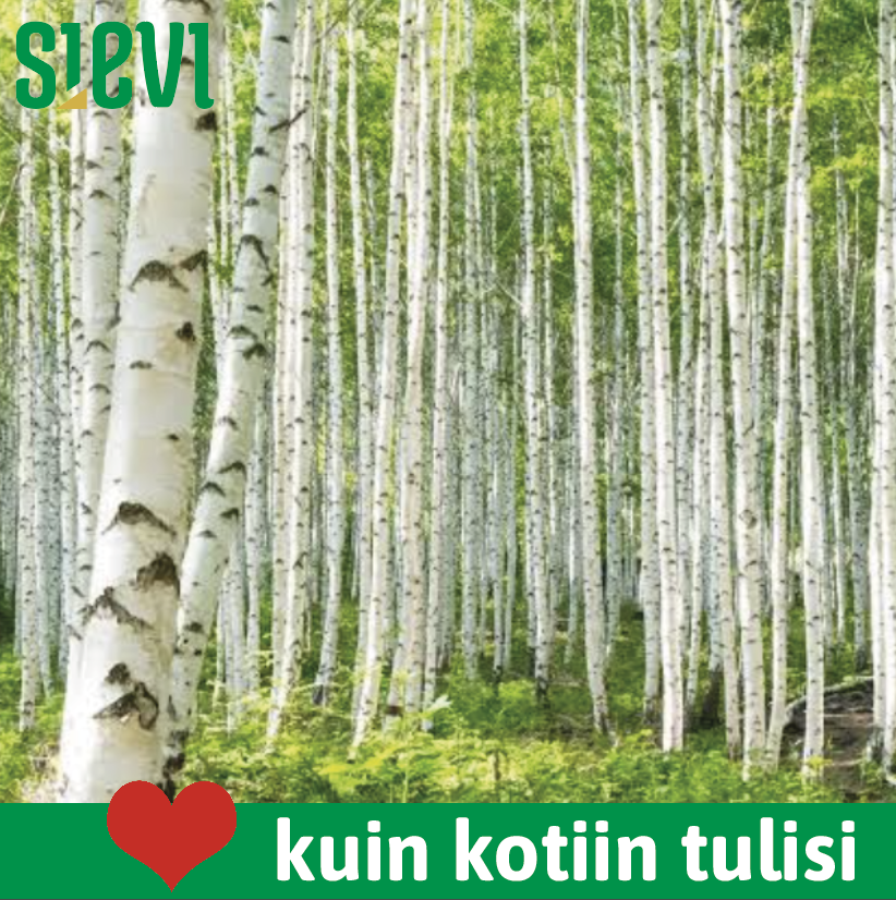 koivumetsää
